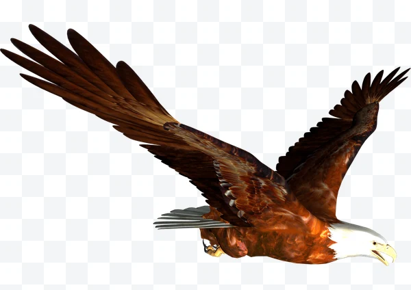 Águila calva