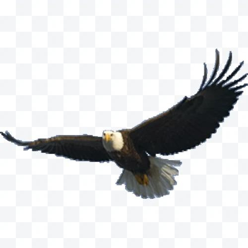 Águila calva
