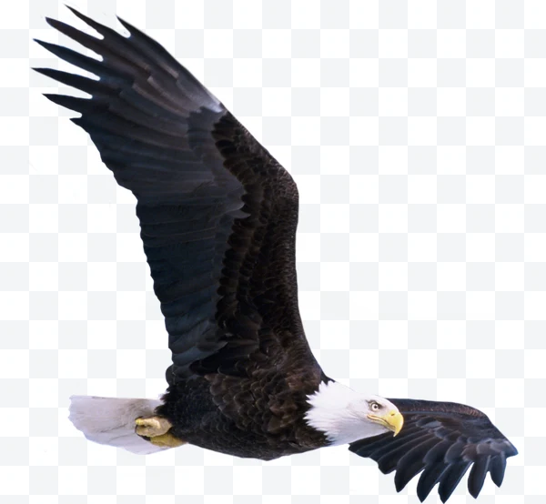 Águila calva