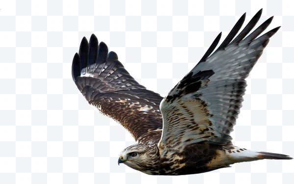 Águila en vuelo