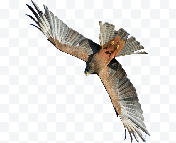 Águila en vuelo