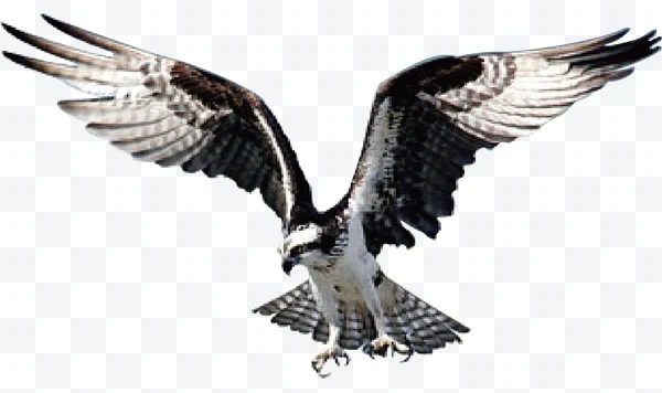 Águila pescadora