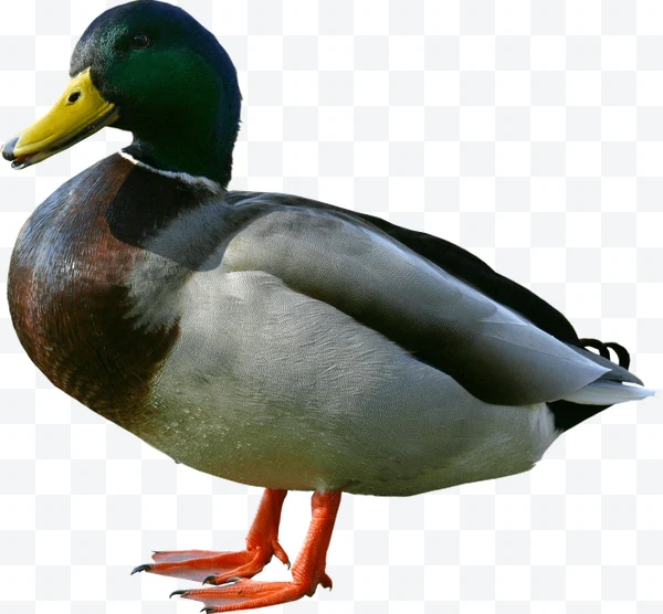 Ánade real macho con plumaje colorido y patas naranjas de pie
