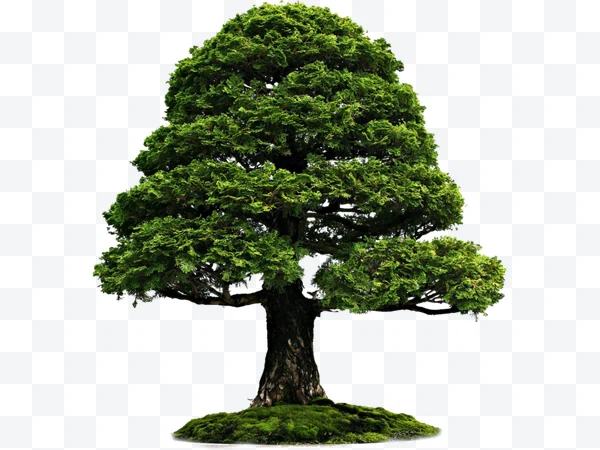 Árbol
