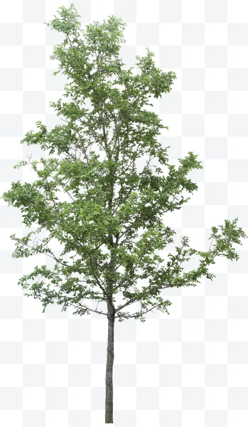 Árbol con hojas verdes y tronco delgado