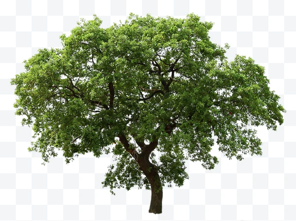 Árbol con hojas verdes y tronco marrón sobre fondo blanco