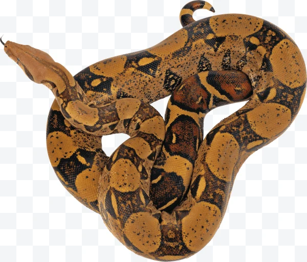 Boa constrictor