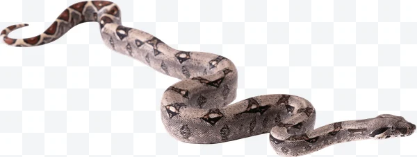 Boa constrictor