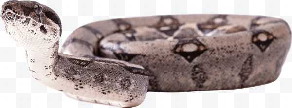 Boa constrictor