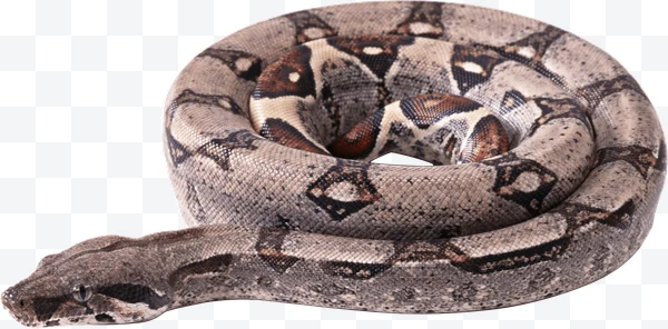 Boa constrictor enrollada con escamas marrones y patrones oscuros