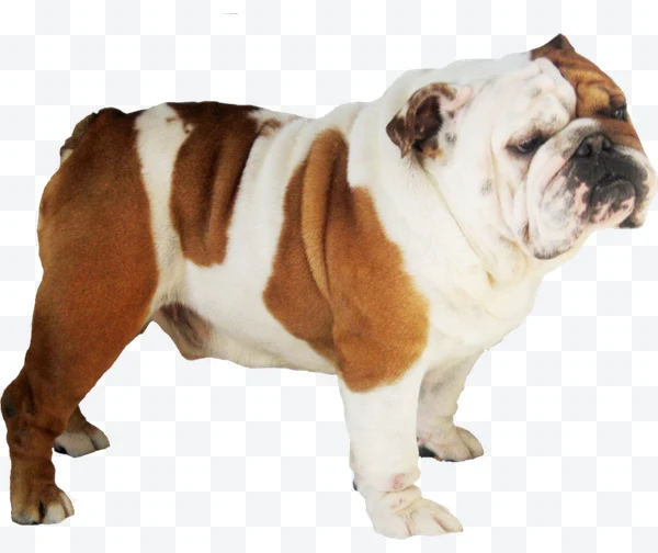 Bulldog inglés blanco y marrón de pie mirando hacia la derecha