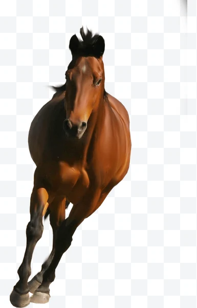 Caballo