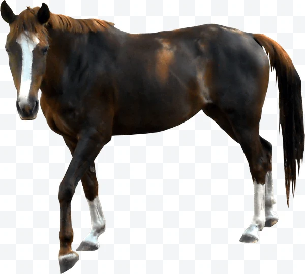 Caballo