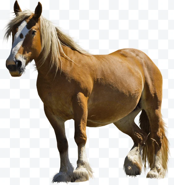 Caballo