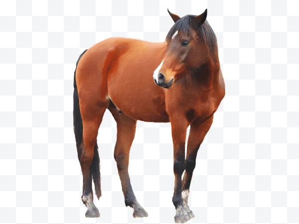 Caballo marrón de pie mirando a la derecha con crin oscura
