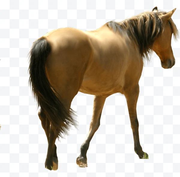 Brown horse in profile with black tail and long mane