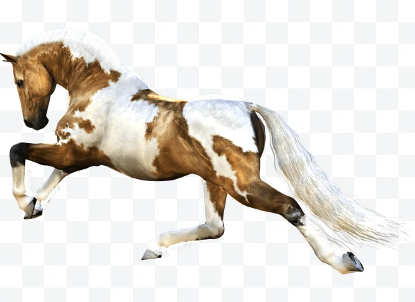 Caballo pinto