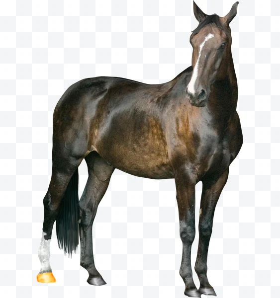Caballo