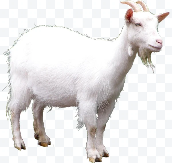 White goat with horns and beard in profile on white background.