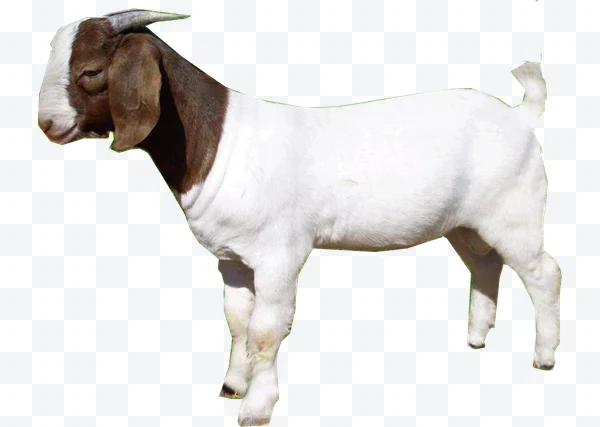 Cabra Boer blanca y marrón de perfil