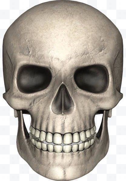 Calavera humana frontal realista en modelo 3D con detalles óseos