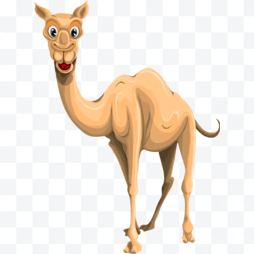 Camello