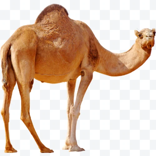 Camello