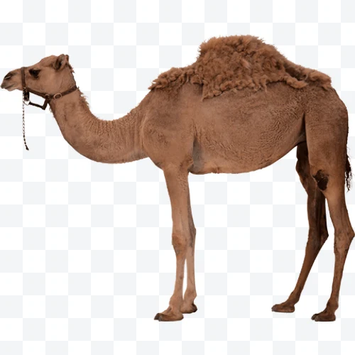 Camel