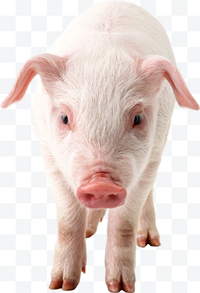 Cerdito