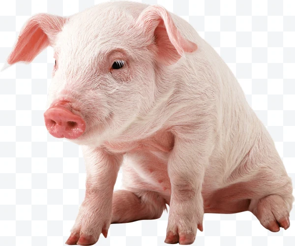 Cerdo