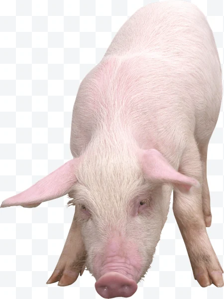 Cerdo