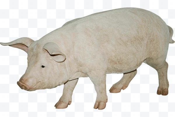 Cerdo blanco de pie sobre fondo blanco
