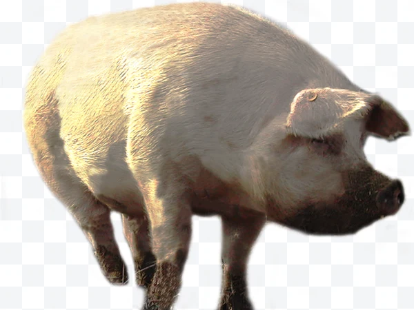 Cerdo blanco de pie visto de lado