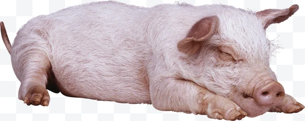 Cerdo blanco dormido acostado de perfil