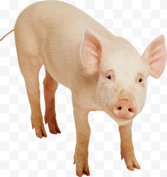 Cerdo joven de pie con orejas grandes y hocico rosado