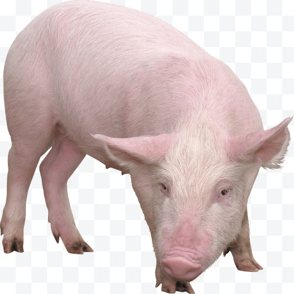Cerdo joven rosado con patas sucias