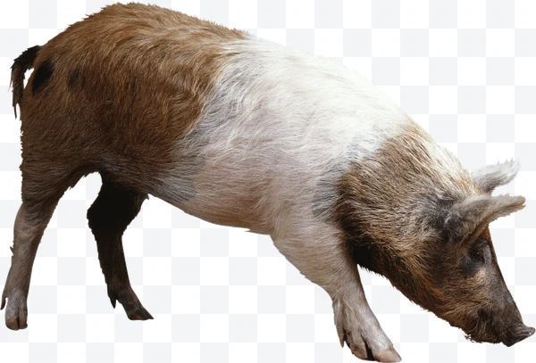 Cerdo marrón y blanco de perfil con el hocico hacia abajo