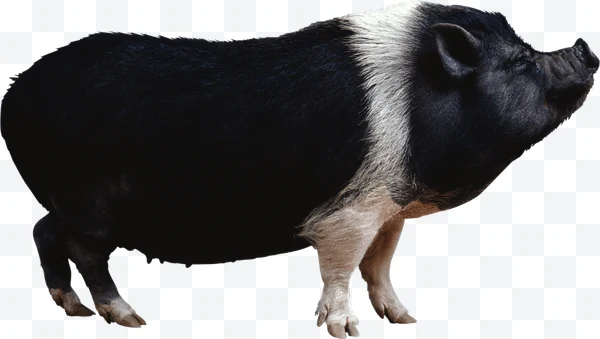 Cerdo negro con banda blanca visto de perfil