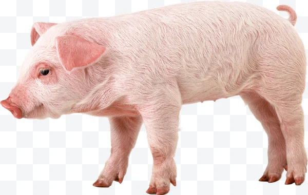Cerdo rosado de perfil de pie