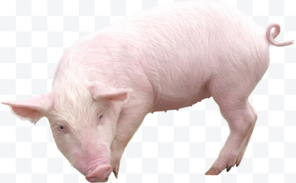 Cerdo rosado de pie con la cabeza baja y la cola rizada.