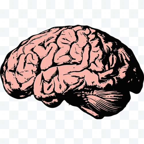 Illustrated human brain