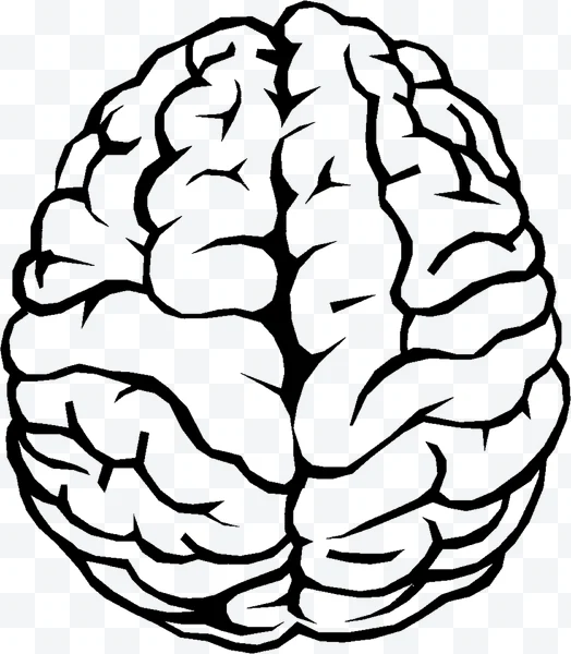 Cerebro humano ilustrado
