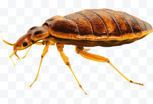 Brown bed bug side view on white background