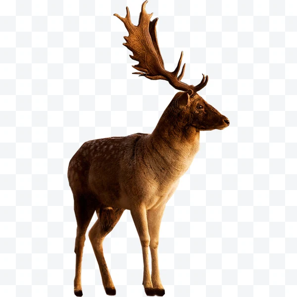 Ciervo marrón con grandes cuernos visto de perfil sobre fondo blanco.