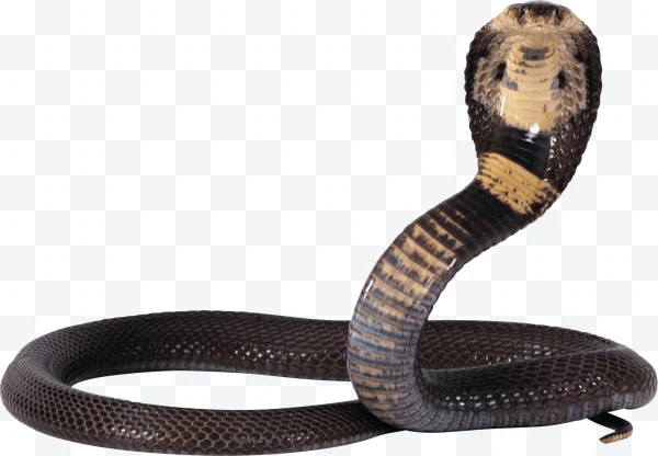 Cobra negra y beige enroscada con la capucha levantada sobre fondo blanco.