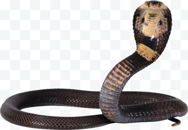 Cobra negra enrollada con la capucha levantada sobre fondo blanco.