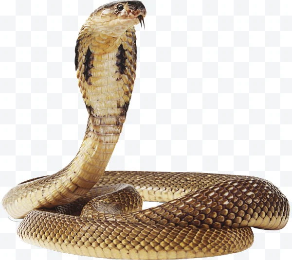 Cobra marrón y beige con la capucha levantada y la lengua fuera.