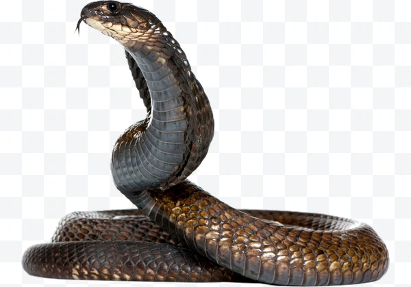 Cobra marrón enrollada con la lengua afuera sobre fondo blanco