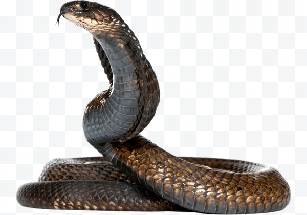 Cobra marrón enrollada con la capucha levantada y la lengua fuera sobre fondo