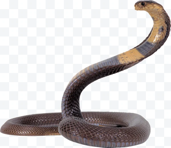 Cobra real enrollada con la capucha levantada sobre fondo blanco.